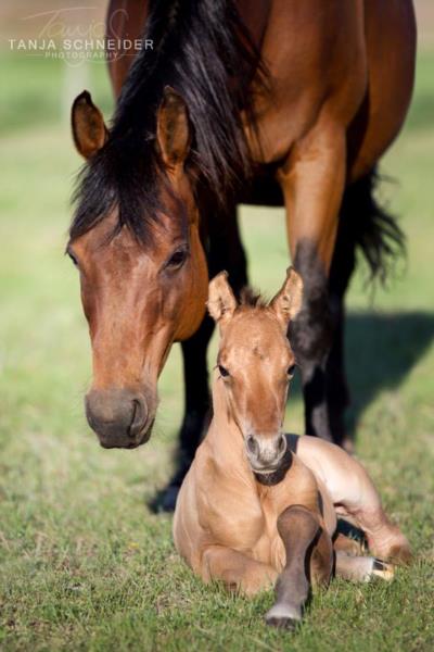 Whizzin Lena <BR> AQHA 3562722